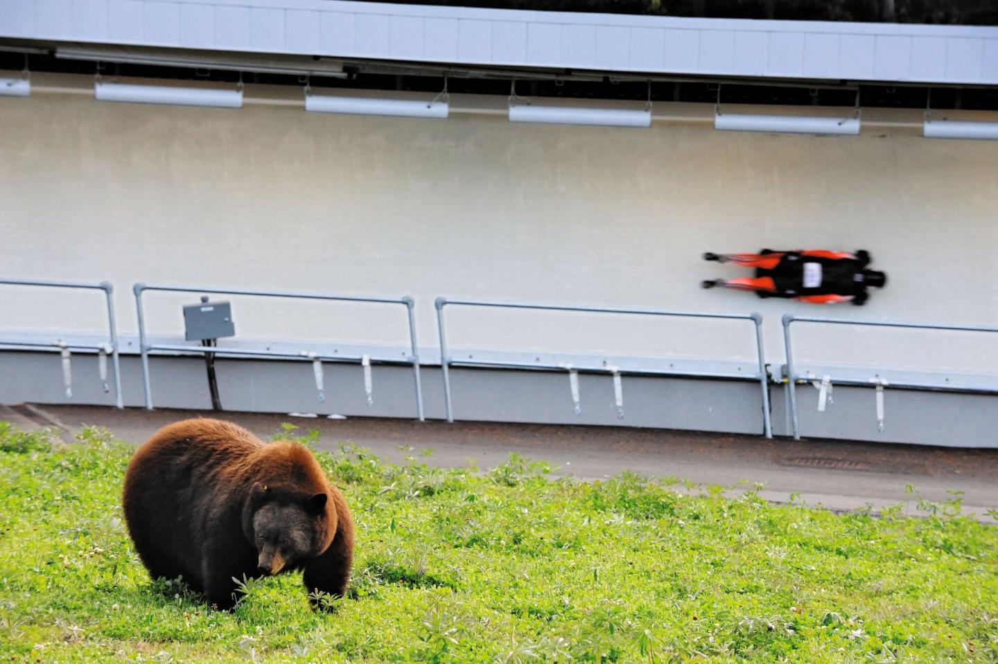 bear in grass in front of luge track