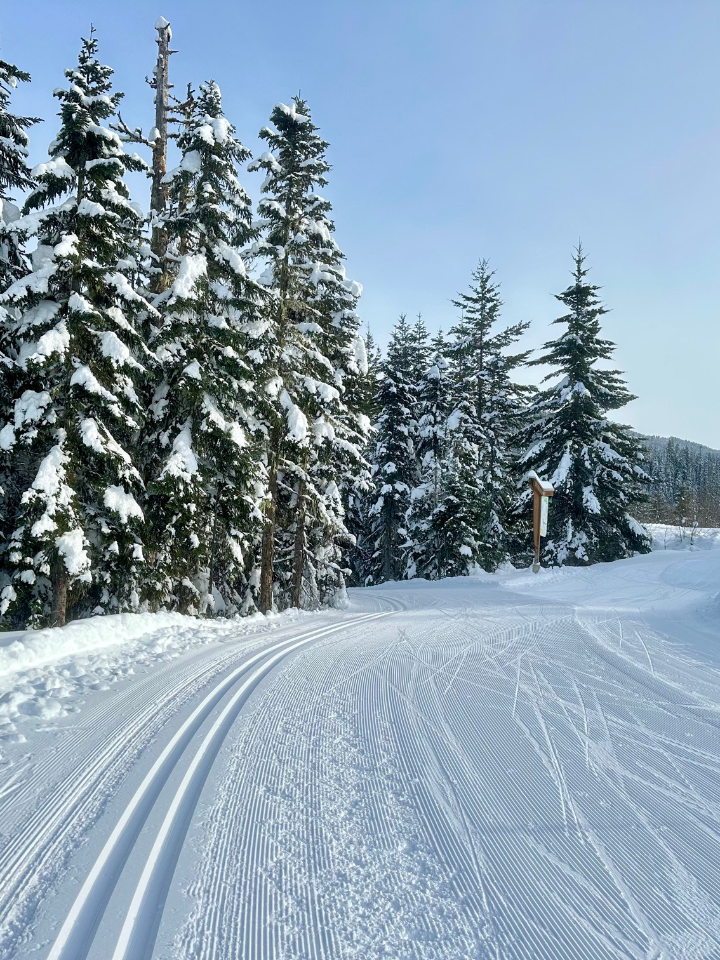 Snow-covered ski trail winding through evergreen trees under a clear blue sky.